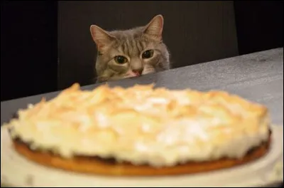 Tes maîtres ont laissé la porte du frigo ouverte en partant. Que fais-tu ?