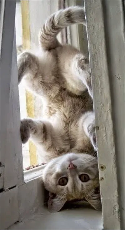 Le chat voit très bien la nuit car...