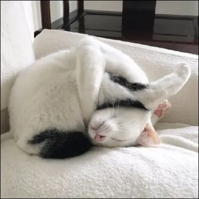 Le chat préfère manger son repas...