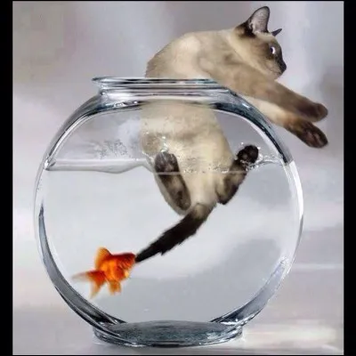 Quelle est la couleur des yeux des bébés chats ?