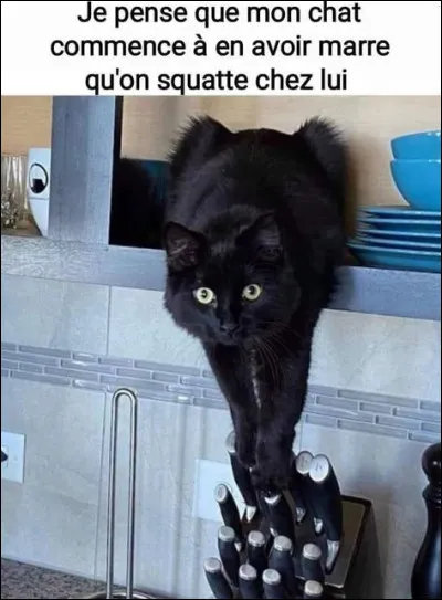 Combien de doigts le chat possède-t-il en tout ?