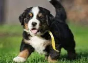 Quiz Les races de chiens