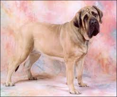 Quelle est la race de ce chien ?