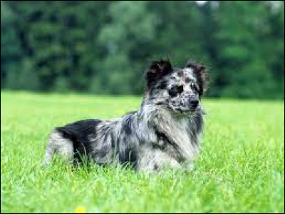 Quelle est la race de ce chien ?