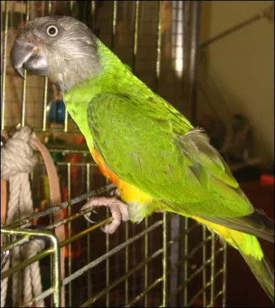 Quelle race de perroquet apercevons-nous ici ?