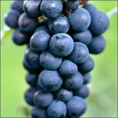 Quel c&eacute;page originaire de Bourgogne est le plus cultiv&eacute; en Suisse, utilis&eacute; entre autre dans la conception de la d&ocirc;le valaisanne et de l��il-de-perdrix neuch&acirc;telois ?