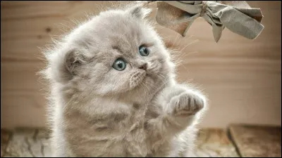 Mis à part la plante ci-dessus et le bébé de notre félin des maisons, quest-ce quun chaton ?