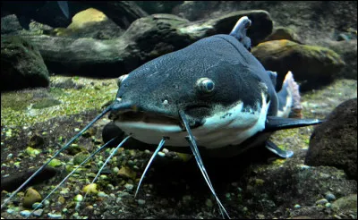 Où vit le poisson-chat ?