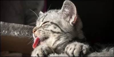Quest-ce quune langue de chat, à part lorgane qui sert au chat à faire sa toilette ?