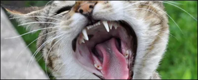 Quelle est laltitude de la dent du Chat ?