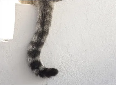 Retrouvez les queues de chat.