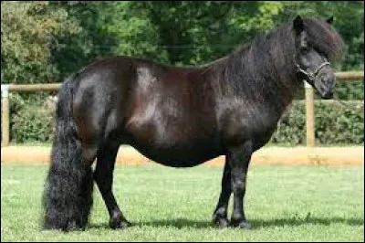 Quelle est la robe de ce poney et ses caractéristiques ?