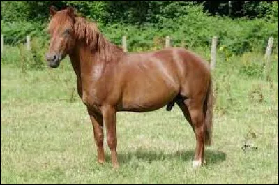 Quelle est la robe de ce cheval et ses caractéristiques ?