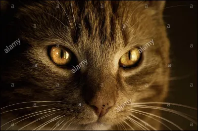 Comment sappelle ce chat sage, ayant des pouvoirs spéciaux ?