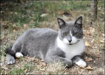 Qui était ce brave chat, dont les chats daujourdhui disent quil a creusé le premier un tunnel dans la lande ?