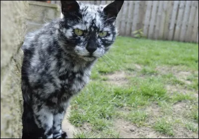 Qui était cette femelle ayant donné naissance à quatre chatons ?