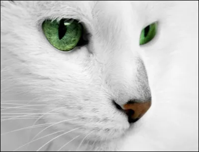 Qui est cette meneuse ?