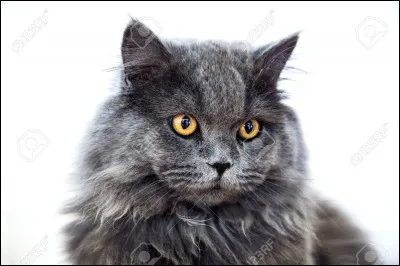 Qui est ce chat courageux, mort dans le dernier tome ?