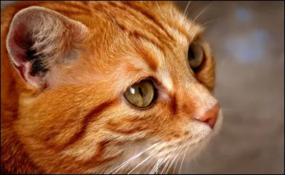 Et enfin comment sappelle ce meneur aux larges pattes ?