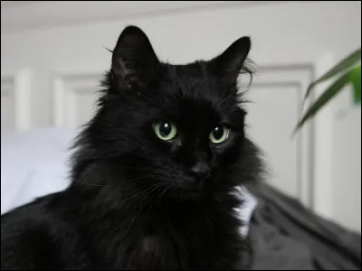 Qui est cette femelle discrète, ayant travaillé pour un cruel meneur ?