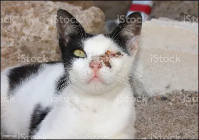 Qui était ce chat sanguinaire ?