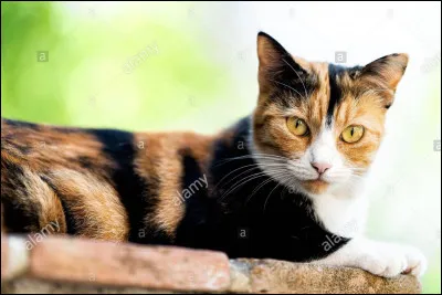 Quel est le nom de cette chatte écaille aimant nager ?
