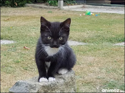 Qui est ce chat connaissant un grand nombre de remèdes ?