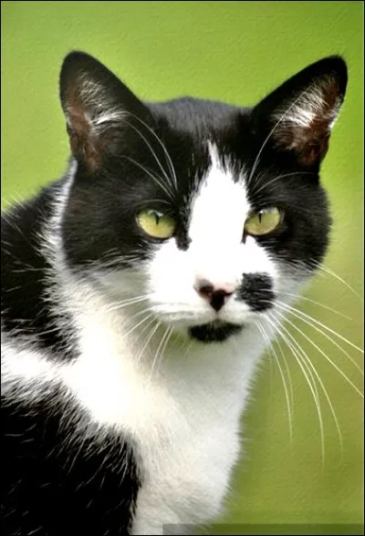 Qui est ce chat massif vivant dans la forêt ?