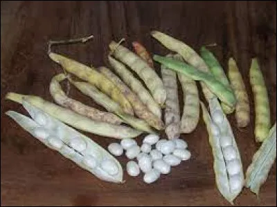 Ce haricot appelé "Coco" est produit dans les Côtes-d'Armor. C'est le Coco de...