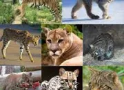 Quiz Quel est ce flin ?