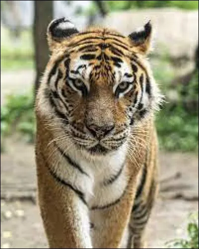 Bravo ! Quel est cet autre félin ?