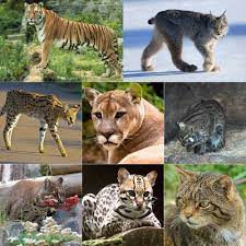 Quiz Felins