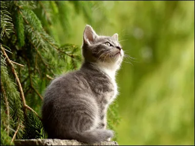 Quels chefs du Clan de l'Ombre ont enfreint le Code du Guerrier ?