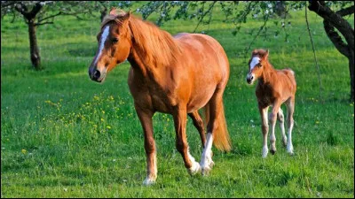 Comment s'appelle cette race de cheval ?