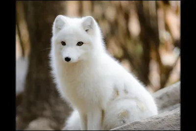 La question est simple : quel est cet animal ?