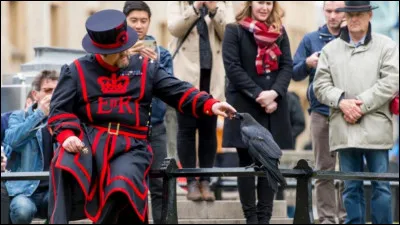 A la tour de Londres, lui et d'autres ont même un gardien qui s'occupe exclusivement d'eux !