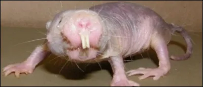 Bon, j'admets qu'il aurait bien du mal à faire le poids au concours des Miss France, mais attention il a bien d'autres qualités !