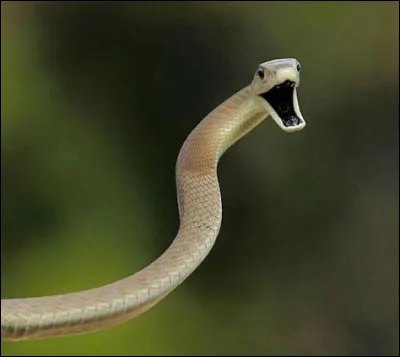 Tout comme son cousin vert, en Afrique, il est redoutable !