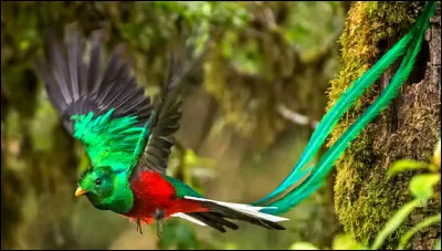 Au Guatemala, il est tellement adulé que même la monnaie de ce pays porte son nom !