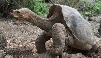 Les îles où vit cet animal appartiennent à l'Equateur, il ne vous reste plus qu'à l'identifier !