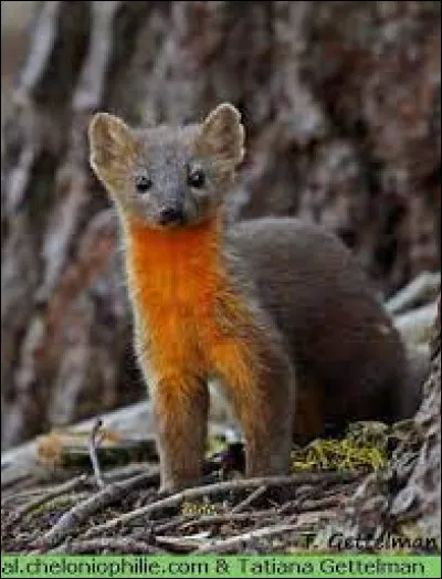 Avec de la chance, vous pourrez apercevoir cet animal en France !