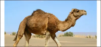 Vous montez à dos de...