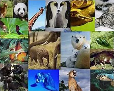 Quel animal préfères-tu ?