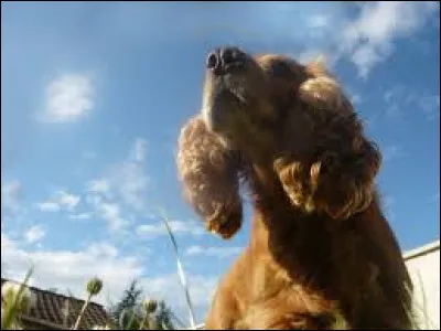 En photographie, qu'est-ce qu'une contre-plongée ?