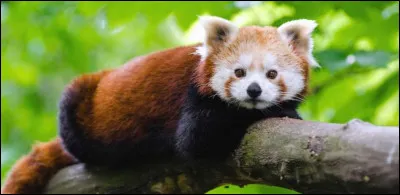 Quel est le nom de cet animal ?