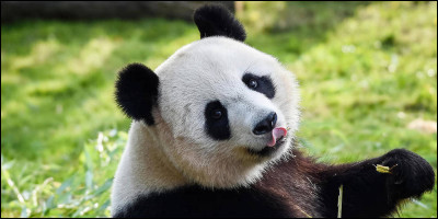 Le panda est originaire de :