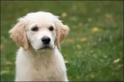 De quelle famille le chien fait-il partie ?