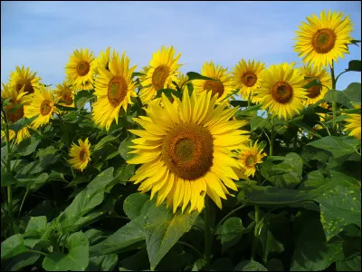 Comment s'appellent ces fleurs ?