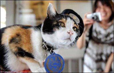 Cest une chatte japonaise célèbre et cheffe de gare, nommée pour attirer les voyageurs et éviter la fermeture de Kishi.