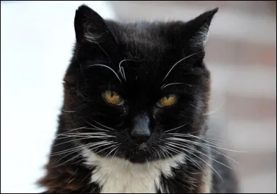 Il bat les records de vieillesse des chats en étant mort à 38 ans.